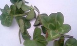 070401_1446_0001.jpg